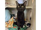 Adopt Dezi a All Black Domestic Shorthair / Mixed cat in Merriam, KS (38959695)