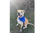 Adopt Apollo a Labrador Retriever / Pit Bull Terrier / Mixed dog in Errington