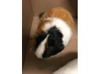 Adopt SHY a Guinea Pig (medium coat) small animal in Tustin, CA (39009284)