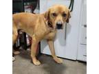 Adopt Eli a Tan/Yellow/Fawn Labrador Retriever / Mixed dog in Cabot