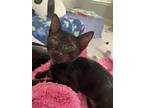Adopt George a All Black Domestic Mediumhair / Mixed (medium coat) cat in