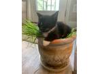 Adopt Daisy May a Black & White or Tuxedo Domestic Shorthair / Mixed cat in