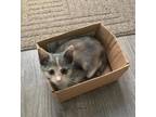 Adopt Princess Misty a Calico or Dilute Calico Domestic Shorthair / Mixed cat in
