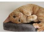 Adopt Catita a Orange or Red Tabby Domestic Shorthair / Mixed cat in Rochester