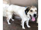 Adopt Casper a White Great Pyrenees / Mixed dog in Mesquite, TX (39018074)