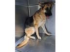 Adopt Jeff a German Shepherd Dog / Mixed dog in Tulare, CA (39011950)