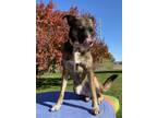 Adopt Emery a Shepherd (Unknown Type) / Mixed dog in Sioux City, IA (39023327)