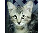 Adopt Niall a Manx / Mixed cat in Midland, TX (39023318)