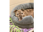 Adopt Agatha a Brindle American Pit Bull Terrier / Mixed dog in Fishers