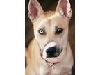 Adopt Luna a Tan/Yellow/Fawn German Shepherd Dog / Husky / Mixed dog in Dallas