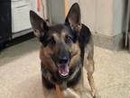Adopt Athina* a German Shepherd Dog / Mixed dog in Pomona, CA (39011821)