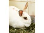 Adopt Bhumi a American / Mixed rabbit in Novato, CA (39011802)