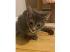 Adopt Peaceful a Tiger Striped Domestic Shorthair / Mixed (short coat) cat in