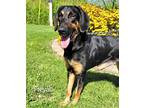 Adopt FREYAH JUNE a Black - with Tan, Yellow or Fawn Hound (Unknown Type) /