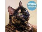 Adopt Lily a All Black Domestic Shorthair / Domestic Shorthair / Mixed cat in