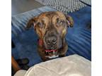 Adopt Cassie a Brindle Pit Bull Terrier / Mixed dog in Millersville
