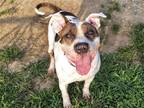 Adopt Kit a Brindle - with White Pit Bull Terrier / Mixed dog in Millersville