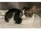 Adopt Sammy a Brown Tabby Domestic Shorthair / Mixed (short coat) cat in