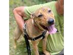 Adopt Myrtle a Tan/Yellow/Fawn Mixed Breed (Medium) / Mixed dog in Asheville