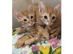 Adopt Queenie and the Gingers! a Orange or Red Domestic Shorthair / Mixed (short