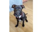 Adopt Midnight a Black - with White Pit Bull Terrier / Rhodesian Ridgeback /