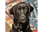 Adopt Murphy a Black Labrador Retriever / Mixed dog in Washington, DC (39022652)