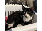 Adopt Candy a All Black Domestic Shorthair / Mixed cat in Washington