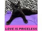Adopt Butch a All Black Domestic Shorthair / Domestic Shorthair / Mixed cat in