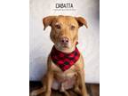 Adopt Ciabatta a Brown/Chocolate Golden Retriever dog in Littleton