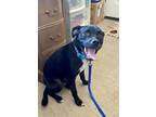 Adopt Elwood a Staffordshire Bull Terrier / Dachshund / Mixed dog in Cave Creek