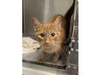 Adopt Butterscotch a Orange or Red Domestic Shorthair / Mixed (short coat) cat