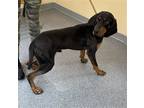 Adopt Willie a Black - with Tan, Yellow or Fawn Black and Tan Coonhound / Mixed