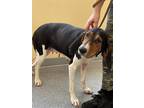 Adopt Mae a Tricolor (Tan/Brown & Black & White) Treeing Walker Coonhound /