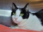 Adopt Sushi a Black & White or Tuxedo Domestic Shorthair / Mixed cat in