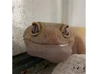 Adopt Bonnie a Gecko reptile, amphibian, and/or fish in Uwchlan, PA (38918058)