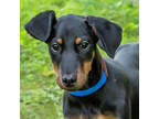 Adopt Kiwi a Black Miniature Pinscher / Mixed dog in Stroudsburg, PA (39017551)