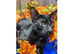 Adopt Cloves a Domestic Shorthair / Mixed (short coat) cat in Park City