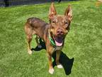 Adopt RYDER a Brown/Chocolate German Shepherd Dog / Pit Bull Terrier / Mixed dog