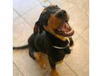 Adopt Bruce a Retriever (Unknown Type) / Mixed dog in Birmingham, AL (39007492)