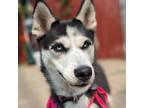 Adopt Roxy a Siberian Husky / Mixed dog in Troutdale, OR (38973709)