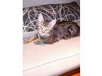 Adopt Mia a Brown Tabby American Shorthair / Mixed (medium coat) cat in San