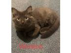 Adopt Winston a Brown or Chocolate (Mostly) Domestic Longhair / Mixed (long