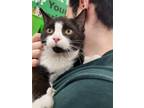 Adopt Boone a Domestic Shorthair / Mixed cat in Mcclellanville, SC (39005858)