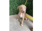 Adopt Savage a Tan/Yellow/Fawn American Pit Bull Terrier / Mixed dog in El Paso