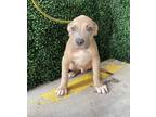 Adopt Knuckles a Tan/Yellow/Fawn American Pit Bull Terrier / Mixed dog in El