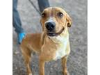 Adopt Jolie a Tan/Yellow/Fawn Shepherd (Unknown Type) / Mixed dog in El Paso