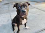 Adopt Rolex a Mixed Breed (Medium) / Mixed dog in New York, NY (39021386)