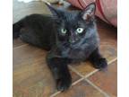 Adopt Neptune a All Black Maine Coon / Mixed (short coat) cat in Phoenix