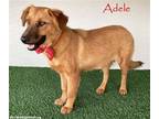 Adopt Adele a Tan/Yellow/Fawn - with Black Shepherd (Unknown Type) / Golden