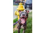 Adopt Mary a Gray/Blue/Silver/Salt & Pepper Mixed Breed (Medium) / Mixed dog in